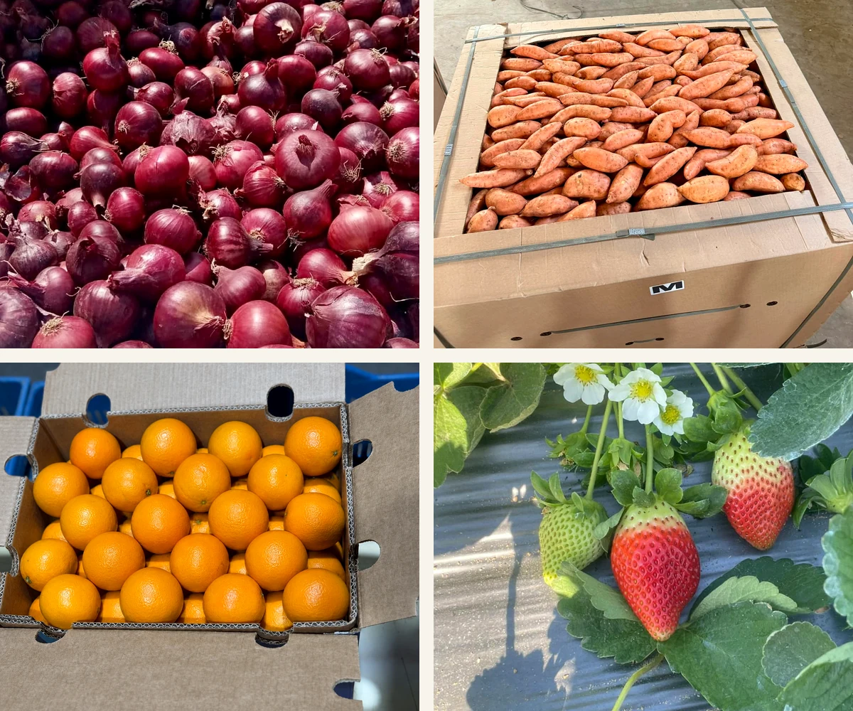 VERDEX Egyptian Fresh Produce Export